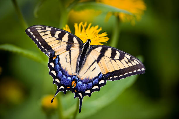 Tiger Swallowtail Butterfly (Papilio glaucus ) sitting on a yellow flower (Papilio glaucus) against a blurred green background.