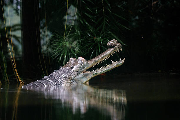 A crocodile partially submerged in water, with its mouth open, surrounded by lush greenery