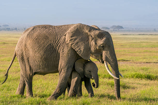 Elephant and calf walk on grass.