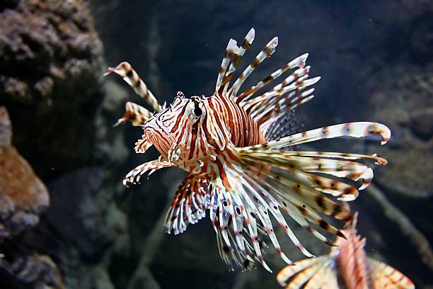 Lion Fish Close up