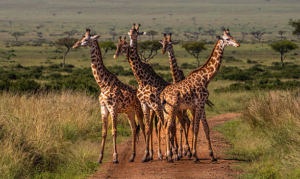 A striking group of giraffes congregates on a dirt track in the Serengeti, Tanzania, set against a backdrop of open plains and scattered acacia trees. Their elegant forms and synchronized poses capture the serenity of the African savannah.