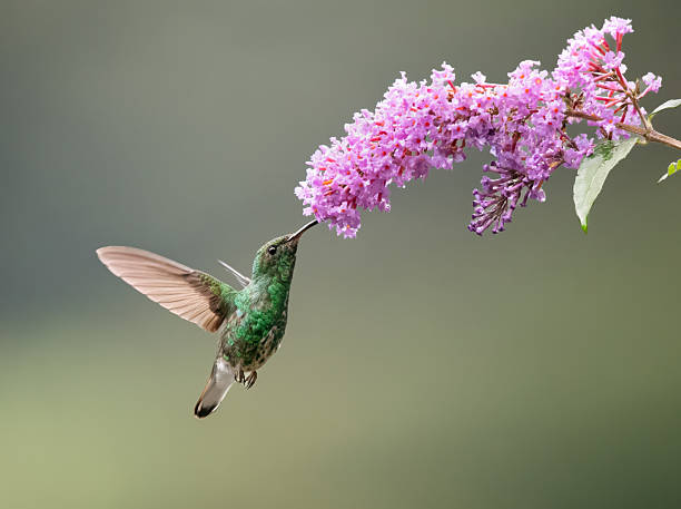 Photographed this beautiful Coppery-headed emerald hummingbird while pollinating these vibrant Summer lilac flowers (Buddleja davidii) in Zarcero, Costa Rica.