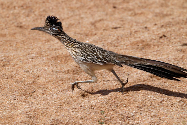 roadrunners search for food in southern Arizona