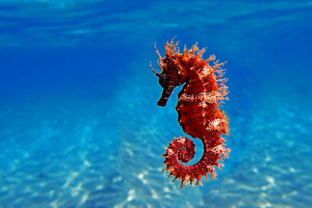 Long-snouted seahorse - Hippocampus guttulatus