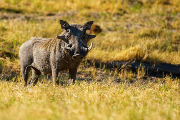 A male warthog in the Central Kalahari Game Reserve in Botswana.