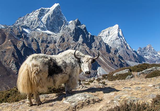 light yak or dzo on the way to Everest base camp, mounts Tabuche and Cholatse peak, Nepal Himalayas mountains